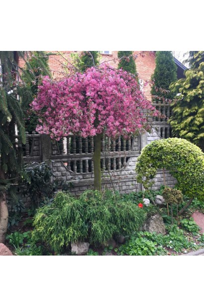 Malus hybrida Royal Beauty — яскравий акцент у саду.